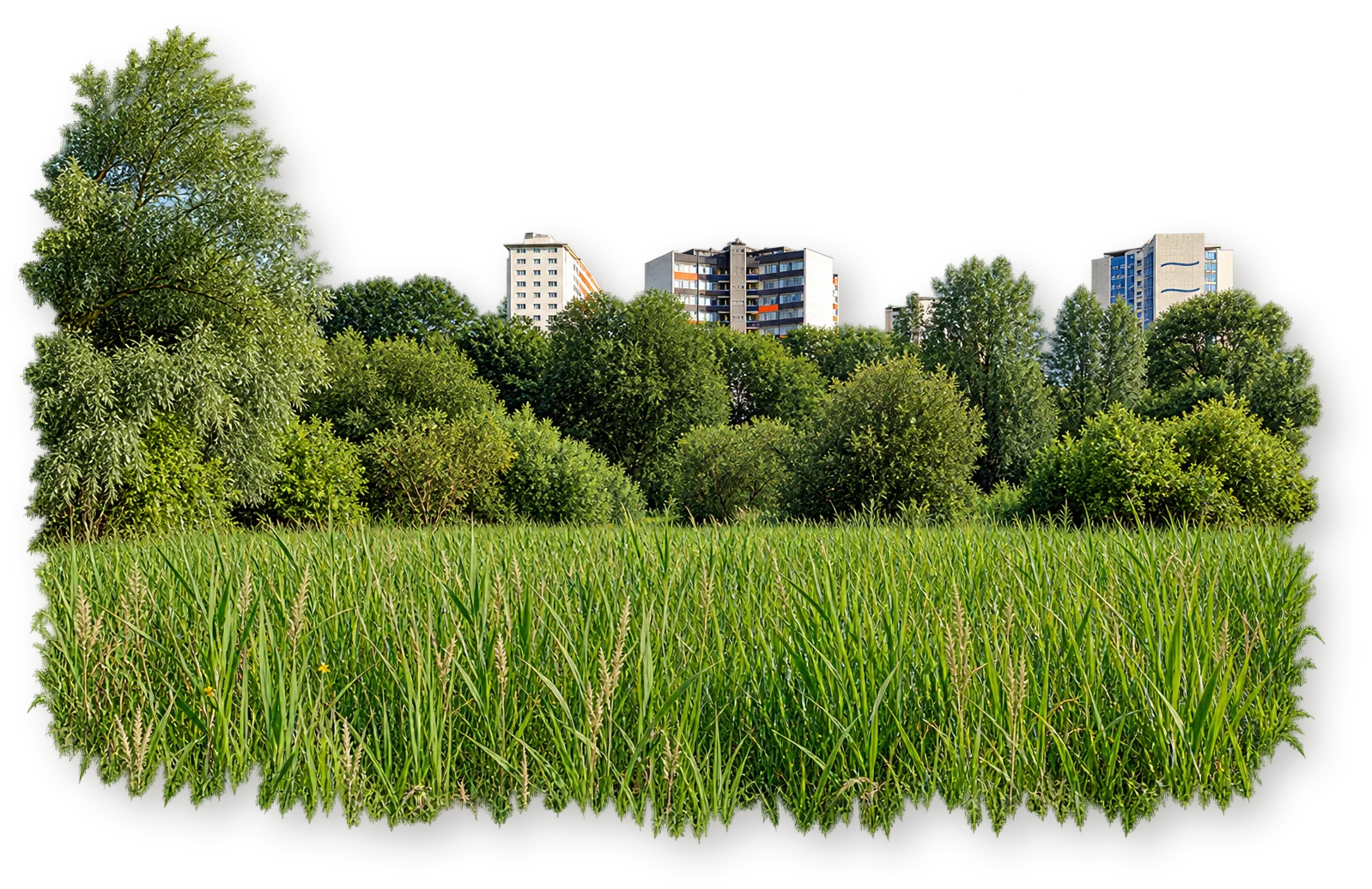 Тростниковый луг, кустарник и деревья с видимыми вдалеке домами